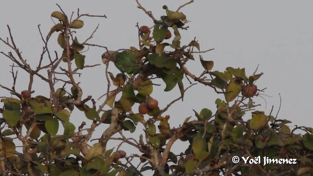 papoušek šedohlavý (ssp. fuscicollis) - ML201099731