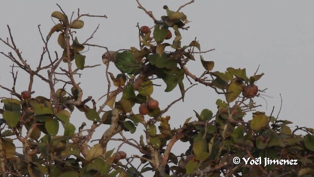 ハネナガインコ（fuscicollis） - ML201099731