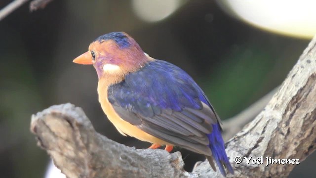 African Pygmy Kingfisher - ML201099751