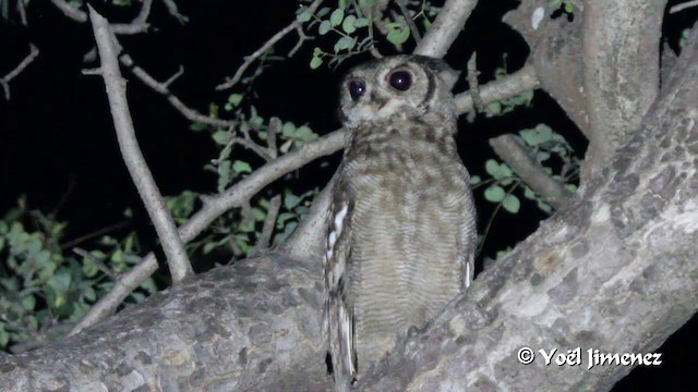 Grand-duc du Sahel - ML201099801