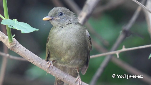 Bulbul verdâtre - ML201099811