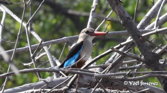 Gray-headed Kingfisher - ML201099841