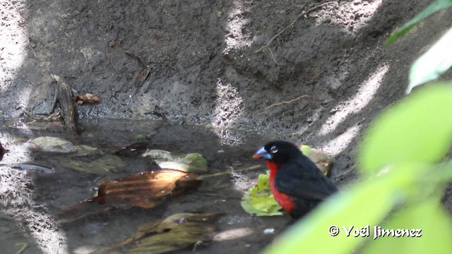 Western Bluebill (Western) - ML201099881