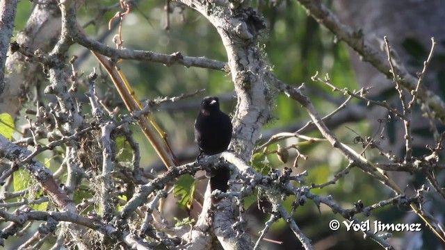 Gobemouche drongo - ML201099901