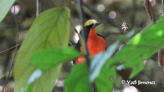 Yellow-crowned Gonolek - ML201099911