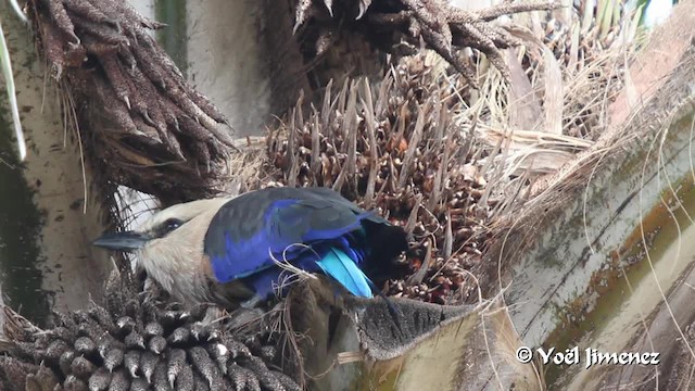 Blue-bellied Roller - ML201099941