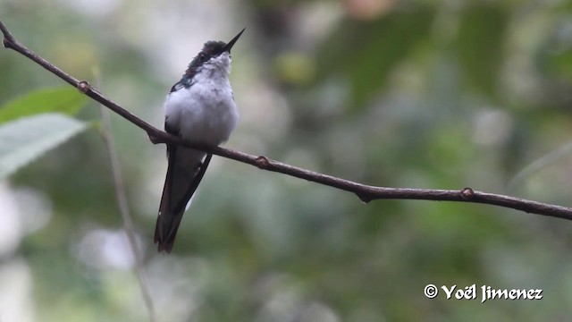 Purple-crowned Fairy - ML201099981