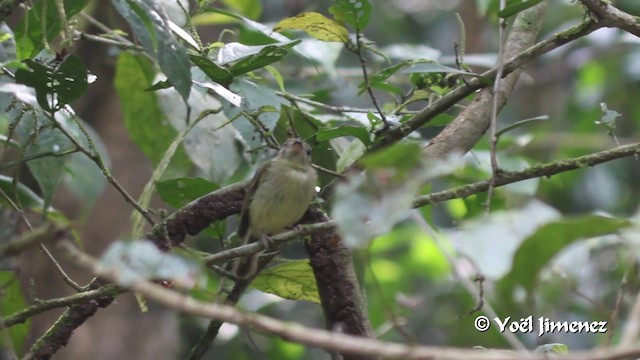 Southern Bentbill - ML201099991