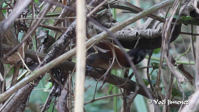 Troglodyte à calotte noire (groupe castaneus) - ML201100071