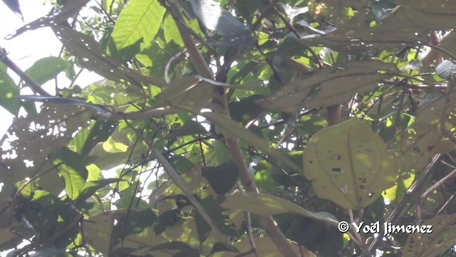 Lesser Elaenia - ML201100081