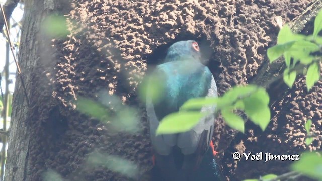 Slaty-tailed Trogon (Massena) - ML201100111