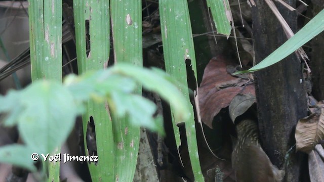 Cocoa Woodcreeper (Lawrence's) - ML201100121