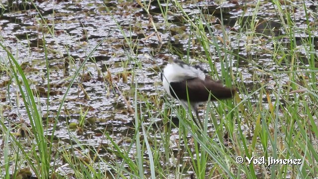 Wattled Jacana (Black-backed) - ML201100151