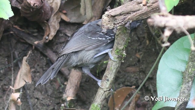 Dusky Antbird (tyrannina/crepera) - ML201100161