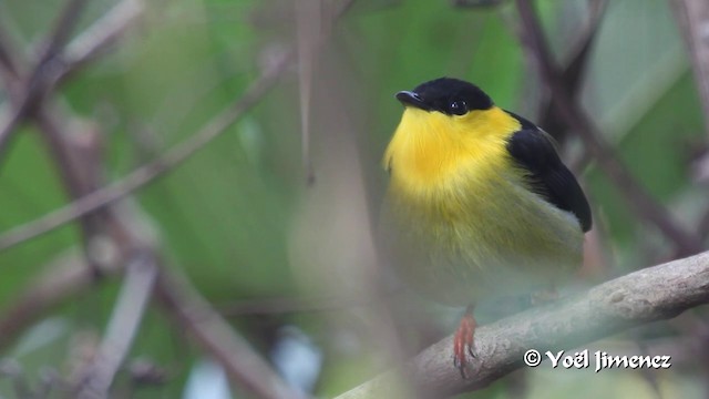 Golden-collared Manakin - ML201100171