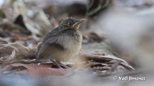 Gilbdrossel - ML201100231