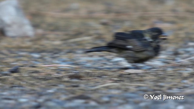 Variable Seedeater (Variable) - ML201100241