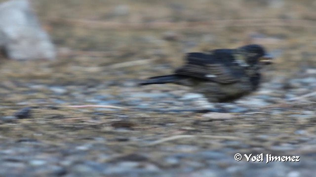 カワリヒメウソ（ophthalmica グループ） - ML201100241