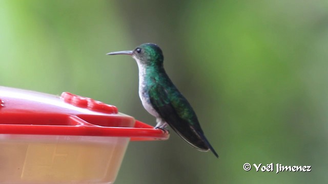 Sapphire-throated Hummingbird - ML201100251