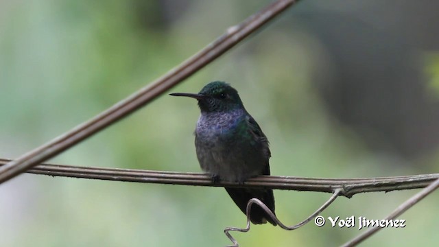 Mavi Göğüslü Kolibri - ML201100261