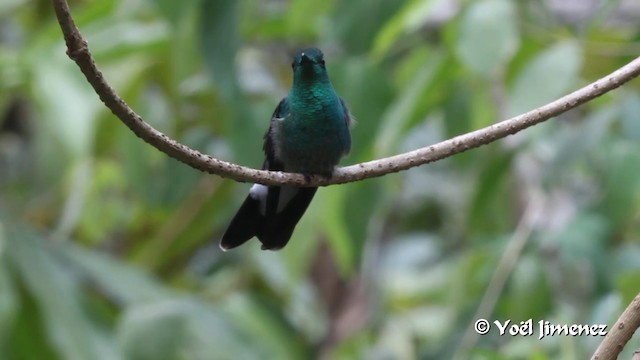 White-vented Plumeleteer - ML201100271