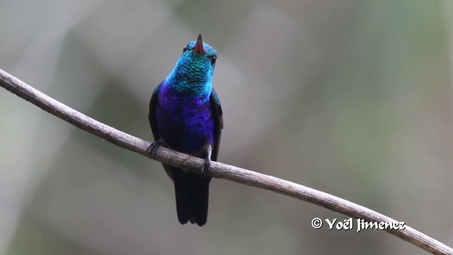 Colibrí de Julia - ML201100281