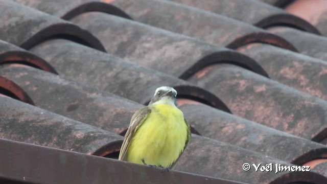 Tyran sociable (groupe similis) - ML201100301