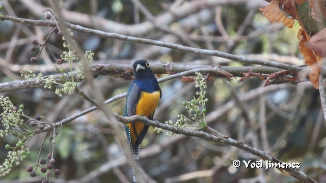 Gartered Trogon - ML201100311