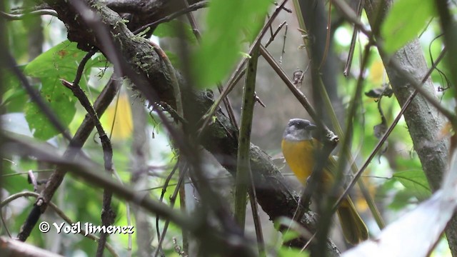 Gri Başlı Tangara [spodocephalus grubu] - ML201100341