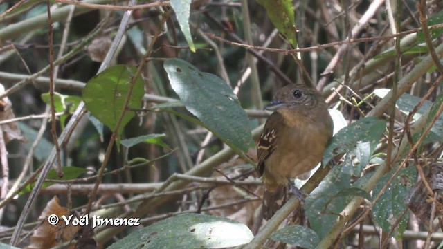 Black-crowned Antshrike - ML201100371