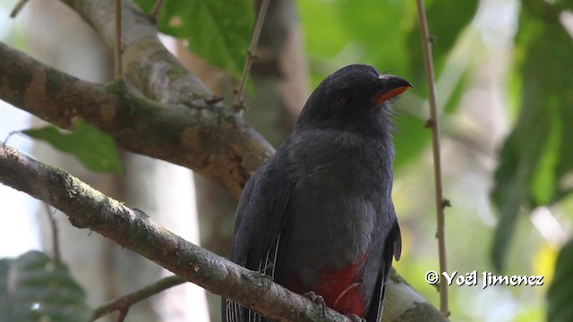 Black-tailed Trogon (Large-tailed) - ML201100401