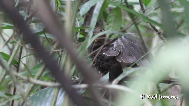 Pheasant Cuckoo - ML201100411