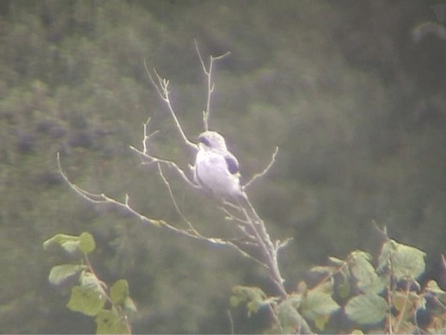 Great Gray Shrike (Great Gray) - ML201100571