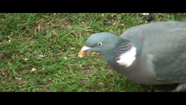 Common Wood-Pigeon - ML201100701
