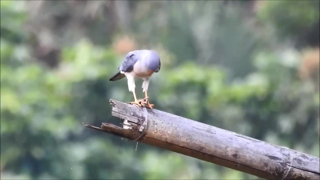 Chinese Sparrowhawk - ML201101171