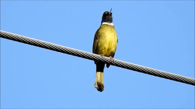 Collared Finchbill - ML201101191