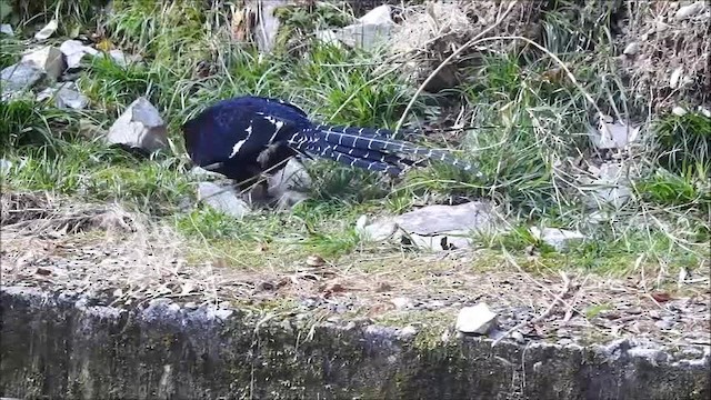 Mikado Pheasant - ML201101211