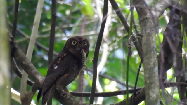 Ryukyu Scops-Owl - ML201101231