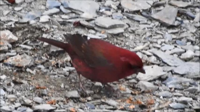 Taiwan Rosefinch - ML201101241