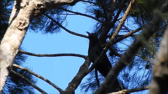 ユキボウシカッコウ - ML201101271