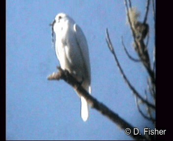 White Bellbird - ML201101311