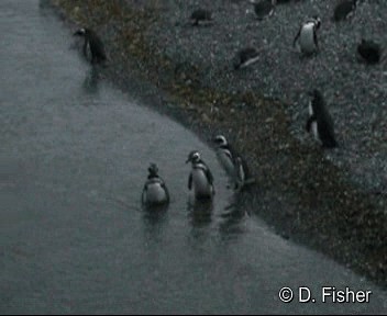 Пінгвін магеланський - ML201101371