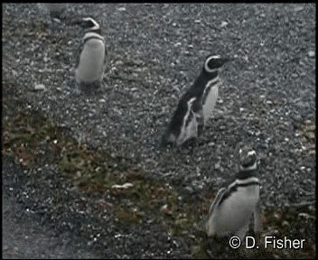Pingüino Magallánico - ML201101381