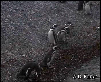 tučňák magellanský - ML201101391