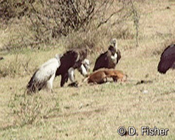 Lappet-faced Vulture - ML201101401