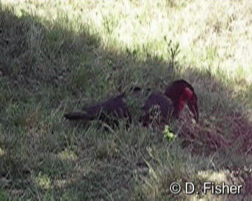 Southern Ground-Hornbill - ML201101411