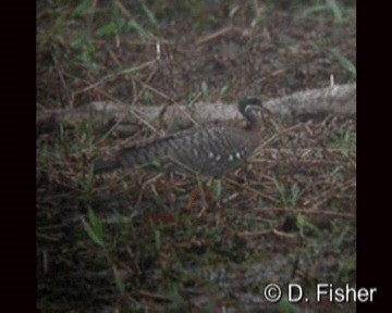 Eguzki-koartza - ML201101551