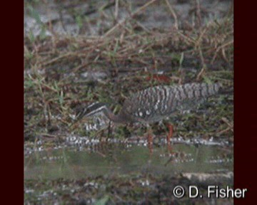 Eguzki-koartza - ML201101561