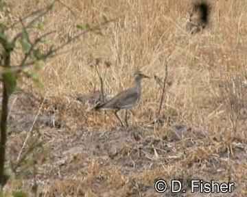 Avefría Pechirrufa - ML201101661