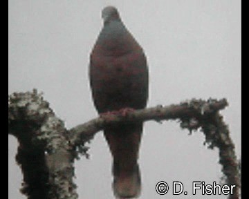Western Bronze-naped Pigeon - ML201101671